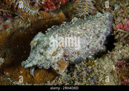 Stumpy-Spined Cuttlefish, Sepia bandensis, Nachttauchen, Pantai Parigi Tauchplatz, Lembritstraße, Sulawesi, Indonesien Stockfoto