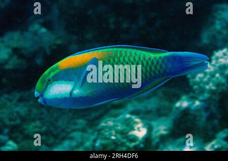 Bleeker, Papageienfische, Chlorurus bleekeri, California Dreaming Tauchplatz, der Lembeh Straße, Sulawesi, Indonesien Stockfoto