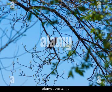 Gemeine Schnauze (Quiscalus quiscula) thront auf einem Baumzweig gegen blauen Himmel, umgeben von auftauchendem Frühlingslaub. Cutler Park Reservation, Needham Stockfoto