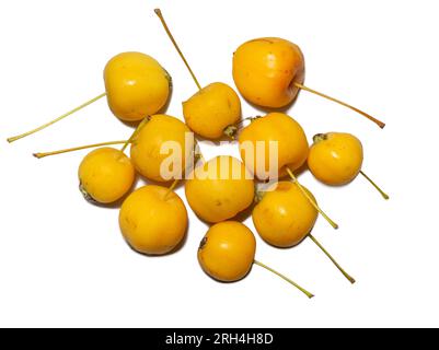 Frühe Auswahl an Äpfeln. Kleine gelbe Äpfel auf weißem Hintergrund. Sommerfrucht isolieren. Chinesisches Gold. Stockfoto