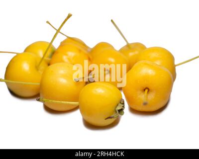 Frühe Auswahl an Äpfeln. Kleine gelbe Äpfel auf weißem Hintergrund. Sommerfrucht isolieren. Chinesisches Gold. Stockfoto