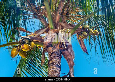 Kuba, Varadero. Urlaub an Sandstränden und Schwimmen im warmen, sauberen Meerwasser. Spaziergänge zwischen Kokospalmen. Stockfoto