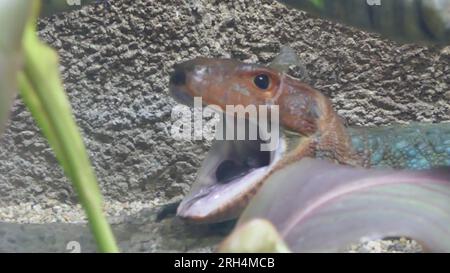 Los Angeles, Kalifornien, USA 11. August 2023 Caiman Lizard im Rainforest of the Americas im LA Zoo am 11. August 2023 in Los Angeles, Kalifornien, USA. Foto: Barry King/Alamy Stock Photo Stockfoto