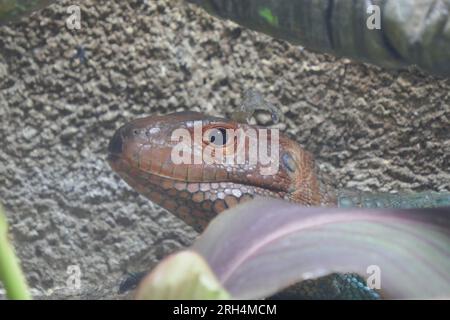 Los Angeles, Kalifornien, USA 11. August 2023 Caiman Lizard im Rainforest of the Americas im LA Zoo am 11. August 2023 in Los Angeles, Kalifornien, USA. Foto: Barry King/Alamy Stock Photo Stockfoto