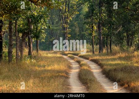Malerische Straße durch dichten Wald am frühen Morgen, Kanha-Nationalpark, Indien Stockfoto