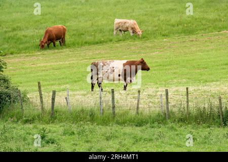 Kühe, die auf einer üppigen grünen Weide eines ländlichen Betriebs in Irland weiden Stockfoto