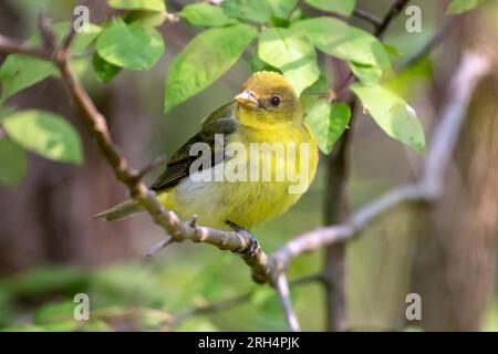 Nahaufnahme von Scarlet Tanager, die während der Wanderung auf einem grünen Ast sitzt, Ontario, Kanada Stockfoto