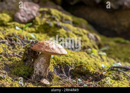 Orangenkappenboletus im Sommerwald, zwischen grüner Vegetation und Moos Stockfoto