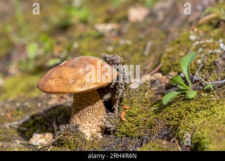 Orangenkappenboletus im Sommerwald, zwischen grüner Vegetation und Moos Stockfoto