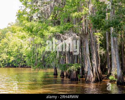 Sonniger Blick auf viele Weißkopfzypressen im Caddo Lake State Park in Texas Stockfoto