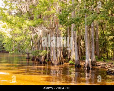 Sonniger Blick auf viele Weißkopfzypressen im Caddo Lake State Park in Texas Stockfoto