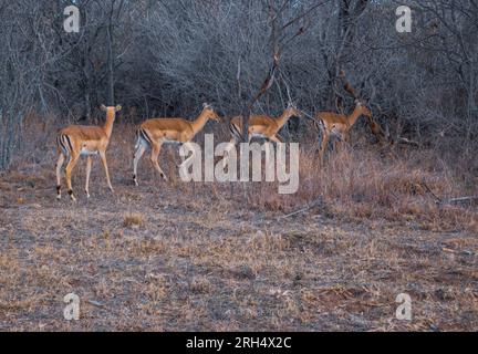 Der Impala oder Rooibok ist eine mittelgroße Antilope, die im östlichen und südlichen Afrika zu finden ist. Stockfoto