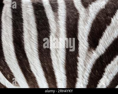 Zebrapelzhintergrund. Nahaufnahme des schwarzen und weißen Zebraoberflächen-Hauttexturhintergrunds. Stockfoto