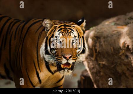 Porträt eines königlichen bengalischen Tigers, aufmerksam und starrend auf die Kamera. Nationaltier von Bangladesch. Stockfoto