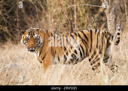 Königlicher bengalischer Tiger auf dem Grasfeld tagsüber. Nationaltier von Bangladesch. Sundarban, Bangladesch, 1. März 2020. Stockfoto