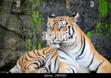 Porträt eines Königlich-bengalischen Tigers, der die Kamera anstarrt. National Animal of Bangladesh Stockfoto