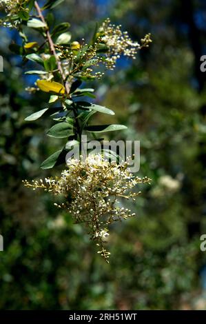 Schwarzdorn (bursaria Spinosa), auch bekannt als Sweet bursaria, hat ein süßes Parfüm, das Insekten anzieht. Die Unterart Macrophylla hat keine Dornen. Stockfoto