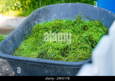 Gartenradkarre aus Kunststoff gefüllt mit frisch geschnittenem grünen Gras, Nahaufnahme Stockfoto