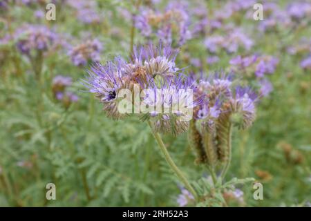 Phacelia tanacetifolia, auch bekannt als Skorpionkraut oder Heliotrope, die auf dem Feld wachsen, als Deckkulturen, selektiver Fokus Stockfoto