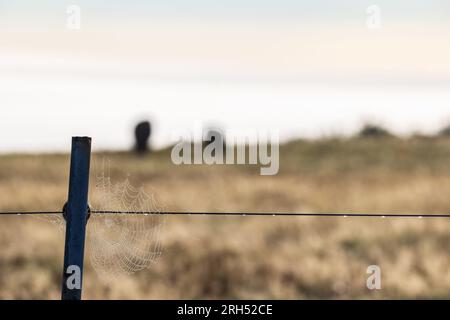 Spinnweben auf einem Zaunpfahl Stockfoto