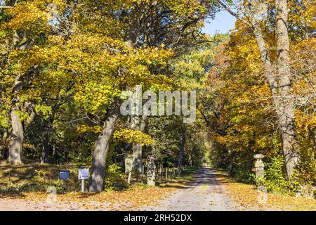 Straße mit Pfosten in einem Laubwald mit Herbstfarben Stockfoto