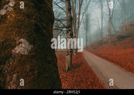 Wanderweg durch Bohinj Park im nebligen Wintermorgen, selektiver Fokus Stockfoto