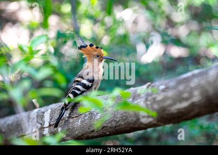 Madagaskar-Hoopoe (Upupa marginata), eine Art von Hoopoe in der Familie Upupidae. Einheimischer Vogel, der auf dem Baumstamm sitzt. Isalo-Nationalpark, Madagaskar Stockfoto