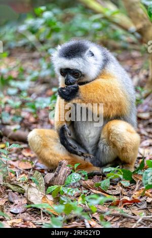 Farbenfrohes, diademiertes Sifaka Lemur, (Propithecus diadema) gefährdetes endemisches Tier auf dem Boden im Regenwald, Andasibe-Mantadia Nationalpark - Analama Stockfoto