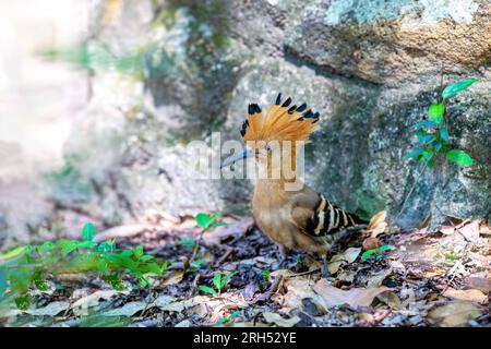 Madagaskar-Hoopoe (Upupa marginata), eine Art von Hoopoe in der Familie Upupidae. Einheimischer Vogel, der auf dem Baumstamm sitzt. Isalo-Nationalpark, Madagaskar Stockfoto