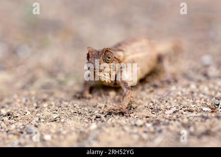 Brookesia brygooi, bekannt als Brygoo Chamäleon, Brygoos Pygmäen Chamäleon, und das Blatt Chamäleon, endemische Chamäleon-Arten, Eidechse in der Familie C. Stockfoto