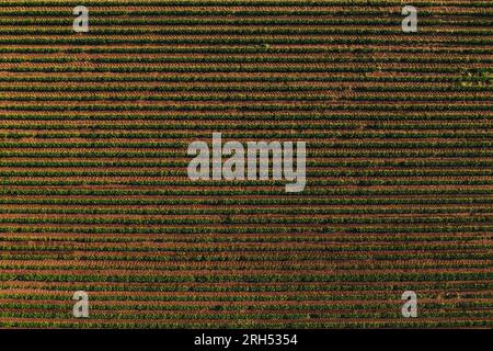 Reihen von Sojabohnenkulturen auf dem Feld, die Streifenmuster bilden, Luftaufnahme von der Drohne pov direkt darüber Stockfoto