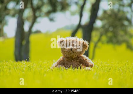 Teddybären sitzen im Sommer auf dem Gras auf einem Feld unter der Sonne in der Ukraine Stockfoto