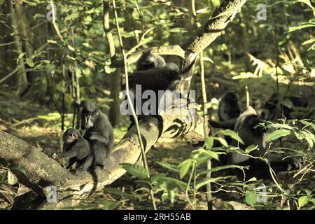 Eine Truppe Sulawesi-Schwarzkammmakaken (Macaca nigra) im Naturschutzgebiet Tangkoko, Provinz Nord-Sulawesi, Indonesien. Ein kürzlich erschienener Bericht eines Wissenschaftlerteams unter der Leitung von Marine Joly ergab, dass die Temperatur im Wald von Tangkoko steigt und die Obstreichweite insgesamt abnimmt. „Zwischen 2012 und 2020 stiegen die Temperaturen im Wald um bis zu 0,2 Grad Celsius pro Jahr an, und der Obstreichtum ging insgesamt um 1 Prozent pro Jahr zurück“, schrieben sie im Juli 2023 im International Journal of Primatology. Stockfoto