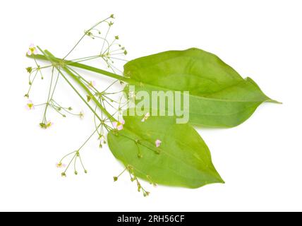 Alisma plantago-aquatica, auch bekannt als Europäischer Wasserplantain, Gemeiner Wasserplantain oder Rinderhundskraut. Isoliert. Stockfoto