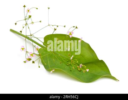 Alisma plantago-aquatica, auch bekannt als Europäischer Wasserplantain, Gemeiner Wasserplantain oder Rinderhundskraut. Isoliert. Stockfoto