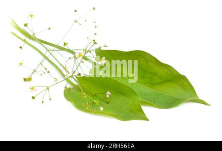 Alisma plantago-aquatica, auch bekannt als Europäischer Wasserplantain, Gemeiner Wasserplantain oder Rinderhundskraut. Isoliert. Stockfoto