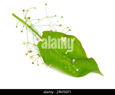 Alisma plantago-aquatica, auch bekannt als Europäischer Wasserplantain, Gemeiner Wasserplantain oder Rinderhundskraut. Isoliert. Stockfoto