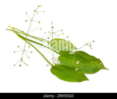 Alisma plantago-aquatica, auch bekannt als Europäischer Wasserplantain, Gemeiner Wasserplantain oder Rinderhundskraut. Isoliert. Stockfoto