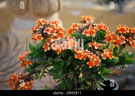 Rote und gelbe Blüten des Blumenhändlers Kalanchoe (Kalanchoe blossfeldiana) in Blüte: (Pix Sanjiv Shukla) Stockfoto