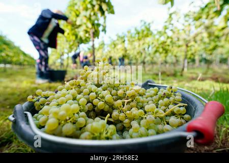 14. August 2023, Rheinland-Pfalz, Neustadt an der Weinstraße: Zu Beginn der Weinlese steht ein Eimer mit Trauben der Sorte Solaris auf dem Weinberg der Weinregion. Foto: Uwe Anspach/dpa Stockfoto