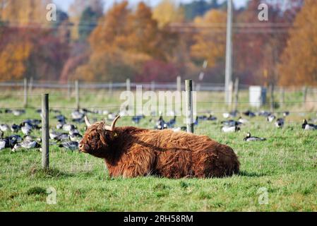 Hochlandrinder mit langen Hörnern, die auf dem Boden in einem Stall liegen, und einer großen Herde von Gänse hinter einem Zaun mit Herbstlaub auf dem Rücken Stockfoto