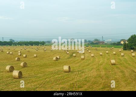 Auf dem Feld in der Nähe des Betriebs werden Strohrollen gepresst. Stockfoto
