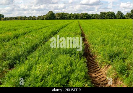 Feld der Karotten, die im Feld Shottisham, Suffolk, England, Großbritannien wachsen Stockfoto