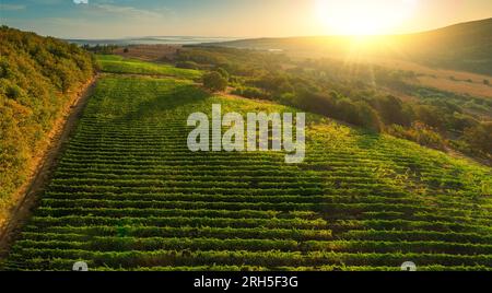 Weinberg landwirtschaftliche Felder in der Landschaft, schöne Luftlandschaft bei Sonnenaufgang. Stockfoto