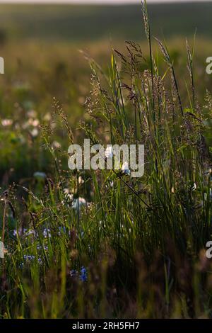 Wiesengraswiesen mit den Spitzen von Stele Panicles. Poa pratensis grünes Gras europäisches Gras. Stockfoto