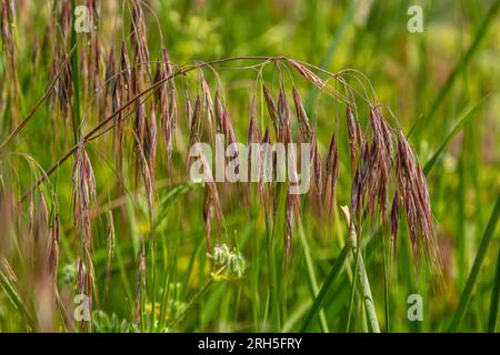 Die Pflanze Bromus sterilis, anysantha sterilis oder unfruchtbarer Brom gehört zur Familie der Poaceae zum Zeitpunkt der Blüte. Wilde Getreidepflanze Bromus steril Stockfoto