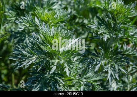 Silbergrüner Wermut hinterlässt Hintergrund. Artemisia absinthium, Absinth-Wermut-Pflanze im Kräuterküchengarten, Nahaufnahme, Makro. Stockfoto