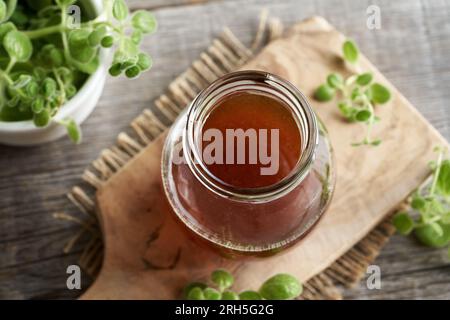 Ein Glas Plectranthus amboinicus Sirup mit frischer Pflanze, Draufsicht Stockfoto