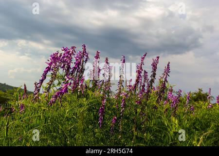 Wicken, vicia cracca wertvolle Honigpflanze, Futter und Heilpflanze. Zerbrechliche lila Blüten im Hintergrund. Wollblüte oder Futterwuchsblüte in Frühlingsgar Stockfoto