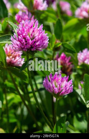 Trifolium pratense, Rotklee. Sammeln Sie wertvolle Blumen im Sommer auf der Wiese. Heilpflanze und Honigpflanze, Futter und in der Volksmedizin Stockfoto